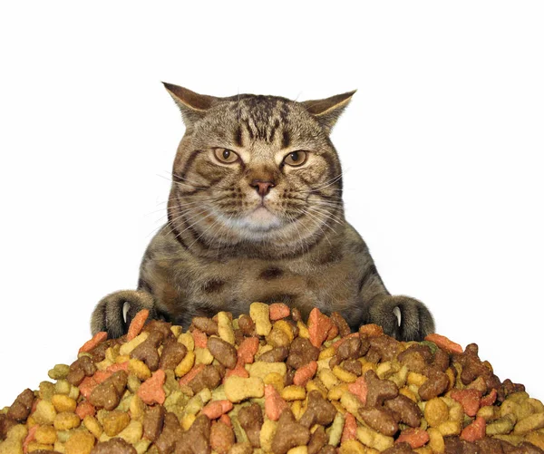 Кот с сухой пищей — стоковое фото