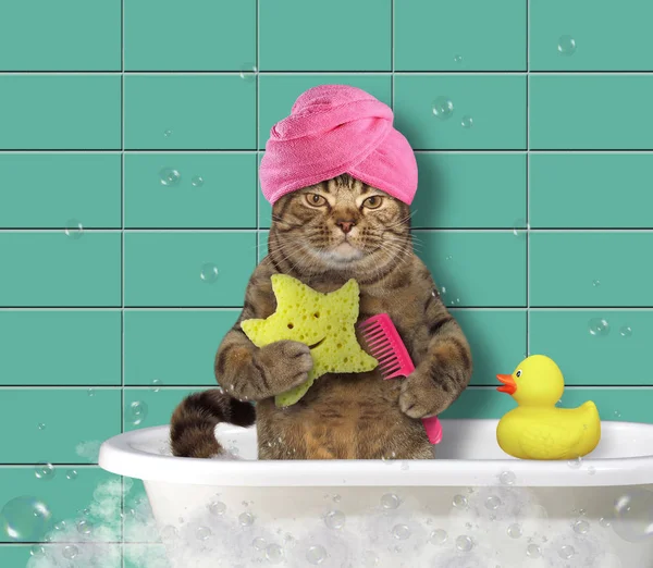 Tarak ve banyo sünger ile kedi