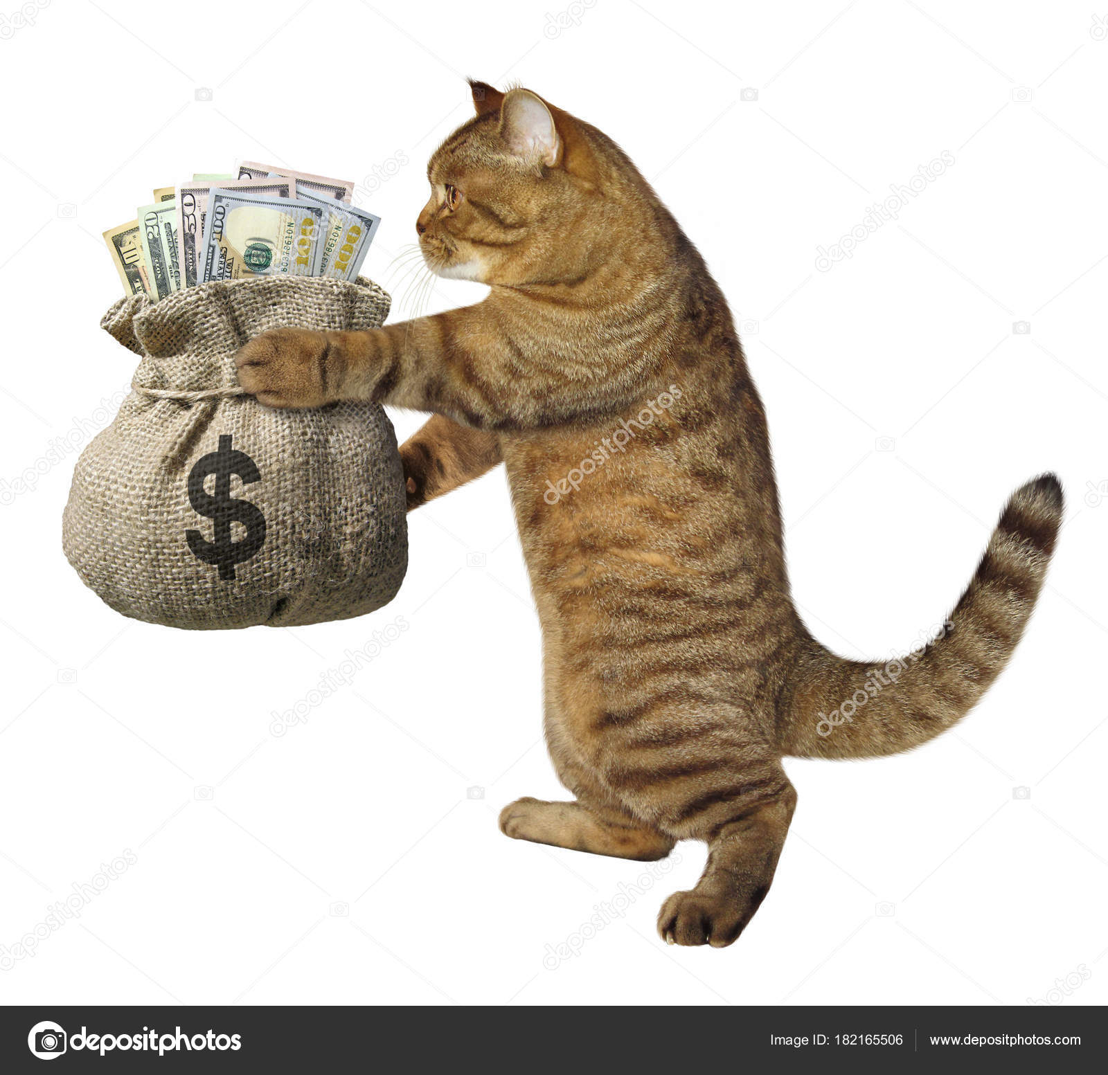 Cat with a sack of money — Stock Photo © Iridi 182165506