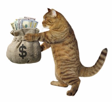 Bir çuval para ile kedi