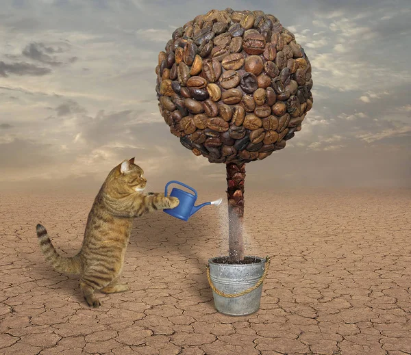 Gatto e albero del caffè — Foto Stock