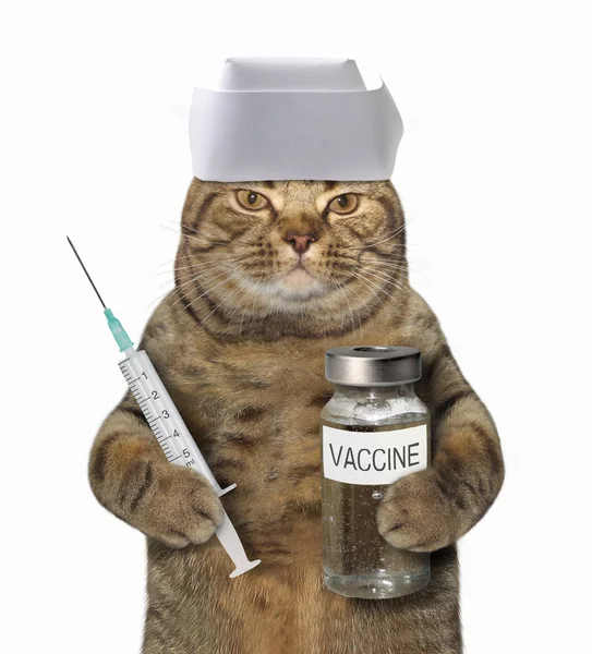 Cat doctor with syringe — Stock Photo, Image