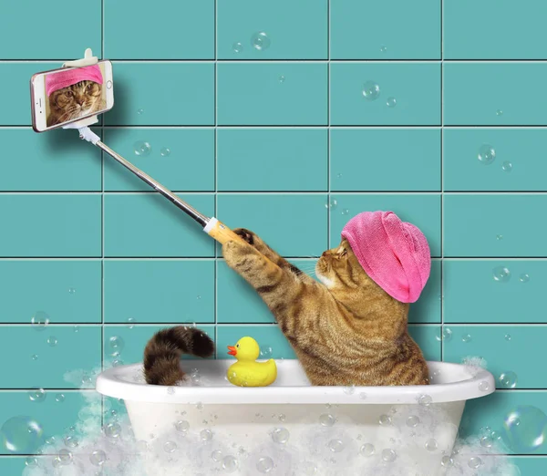Γάτα με τηλέφωνο στο μπάνιο 2 — Φωτογραφία Αρχείου