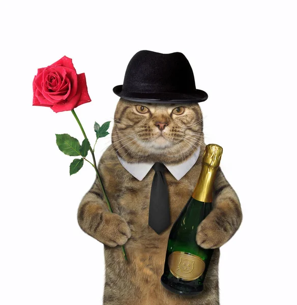 Gato con vino y una rosa —  Fotos de Stock