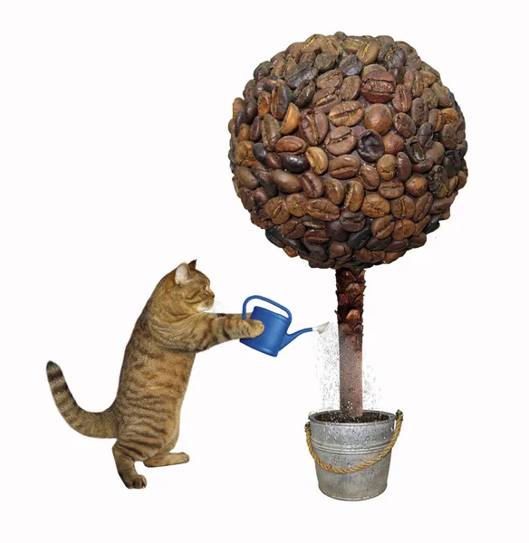 Кіт і кавове дерево — стокове фото