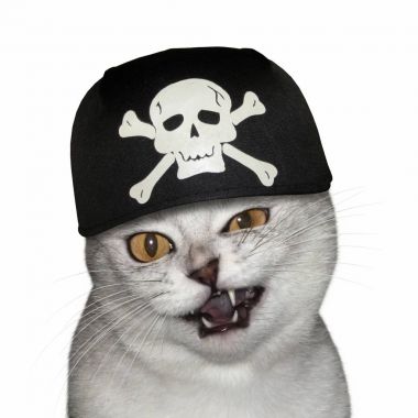 Bir korsan bandana kedi