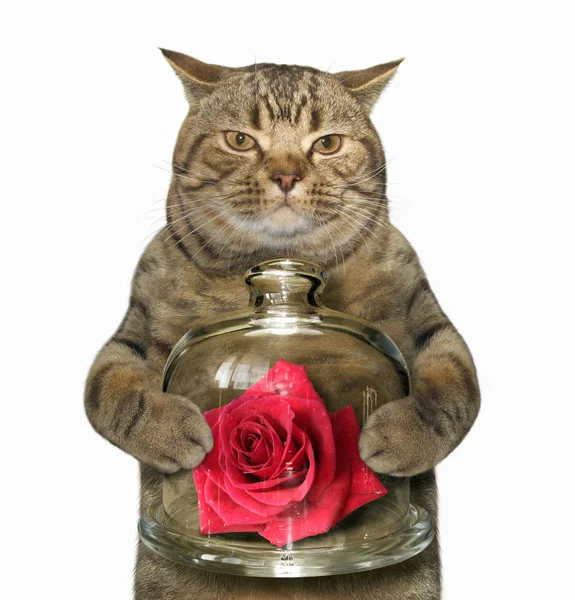 Кот с красной розой — стоковое фото