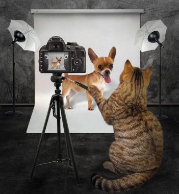 Kedi fotoğrafçı Studio 3