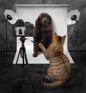 Kedi bir fotoğrafı çeker