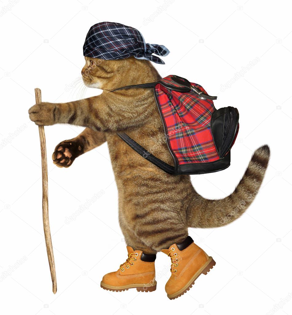 Cat tourist with stick