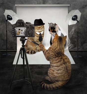 Kedi kedi düğün fotoğraf stüdyosunda çekiyor.