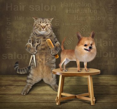 Kedi Kuaför ve köpek