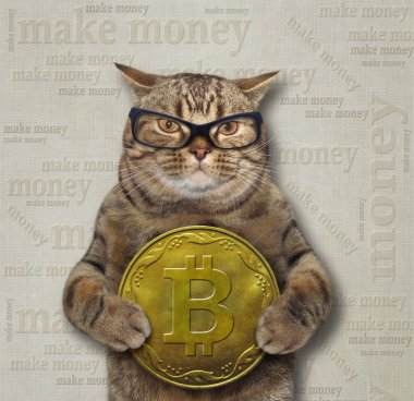Büyük bitcoin ile kedi