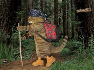 Orman kedi turist