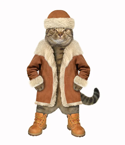 冬のコートとブーツの猫 — ストック写真