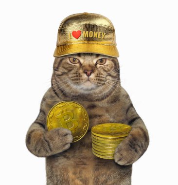 Bitcoins yığını ile kedi