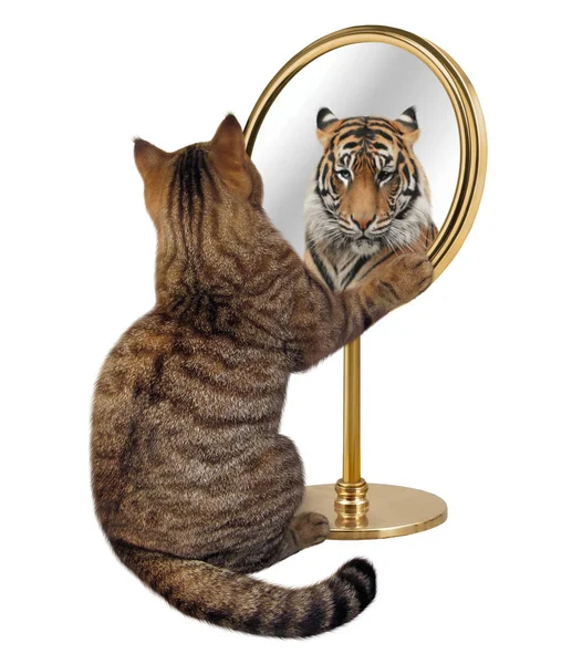 Cat and his reflection 2 — Stock Photo, Image