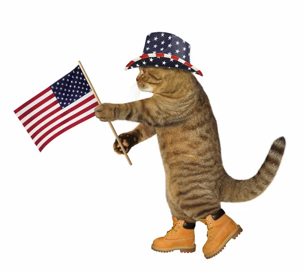 Katze mit amerikanischer Flagge — Stockfoto