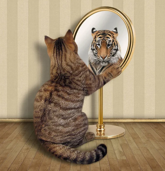 Cat Looks His Reflection Mirror Sees Tiger — Stock Photo, Image