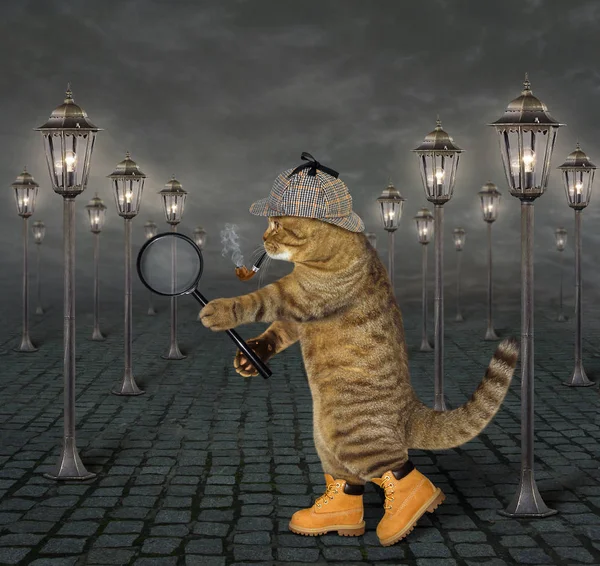 Cat with magnifying glass 2 — Stock Photo, Image