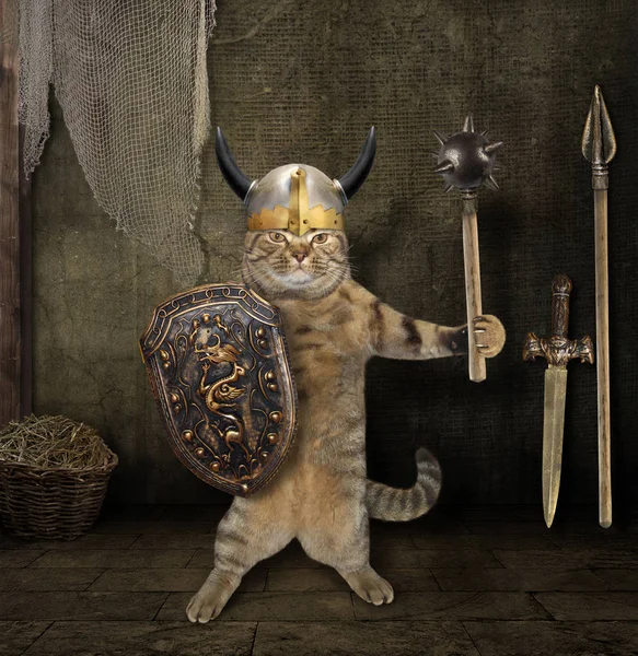 Cat warrior in armory — Stock Photo, Image