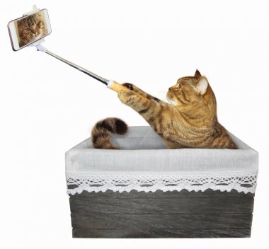 Kedi kutusu selfie