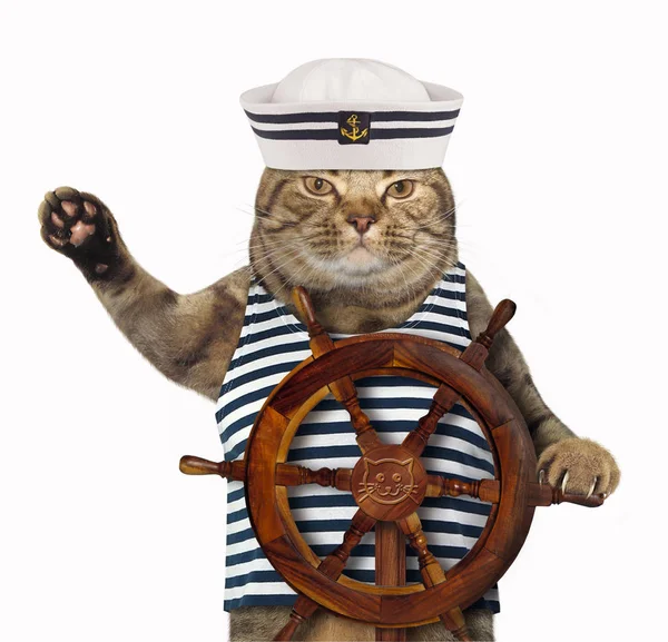 Kat in sailor hoed — Stockfoto