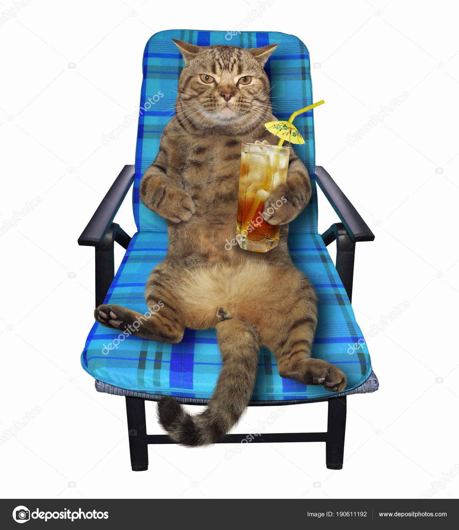 Cat On Deck Chair 2 Stock Photo C Iridi 190611192