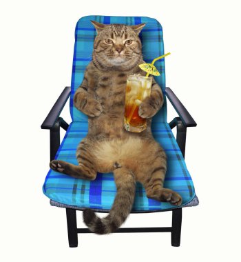 Kedi 2 şezlong üzerinde