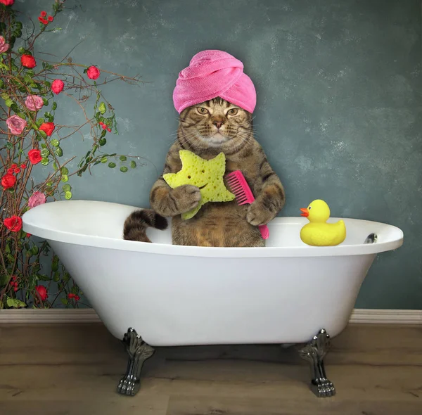 Gato en el baño — Foto de Stock