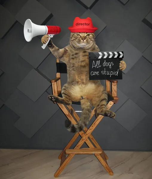 Cat director on chair 3