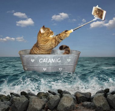 Telefon tekne ile kedi