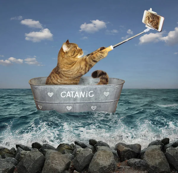 Gato con teléfono en barco — Foto de Stock