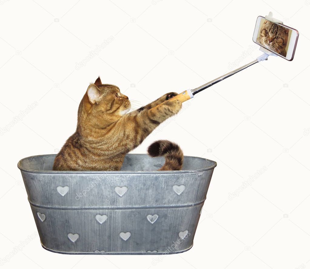 Cat with phone on washtub