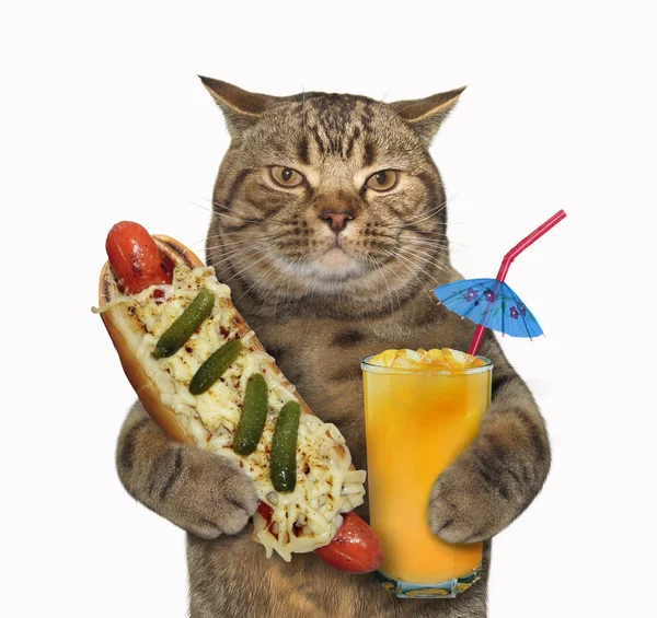 Cat with hotdog and juice Stock Image