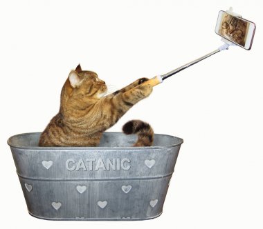 Leğen 2 telefon ile kedi