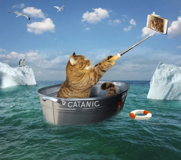 Gato con teléfono en barco — Foto de Stock