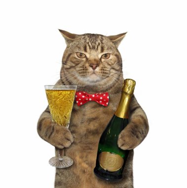 Köpüklü şarap ile kedi