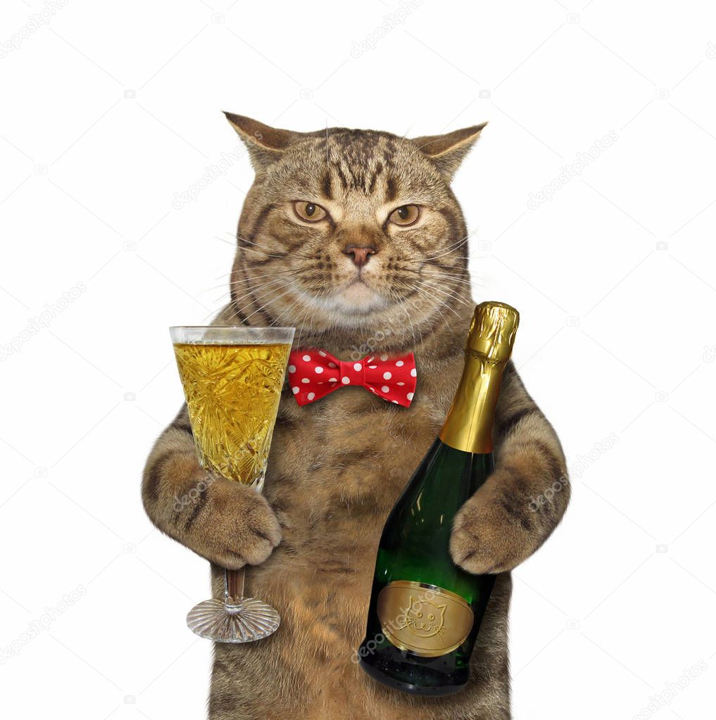 Cat with glass of bubbly wine