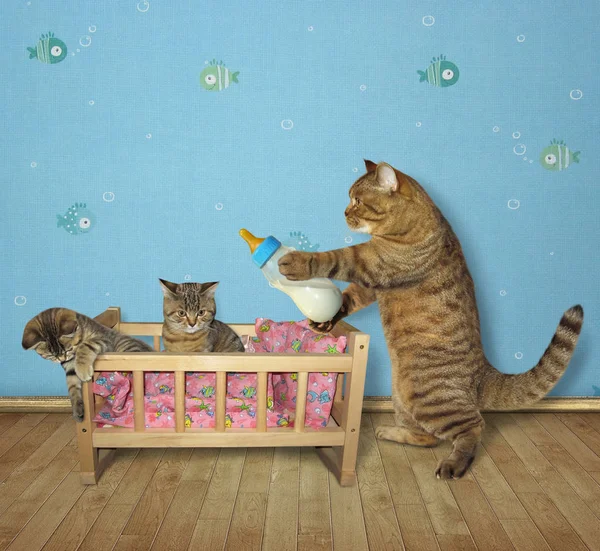 Cat feeds the kittens