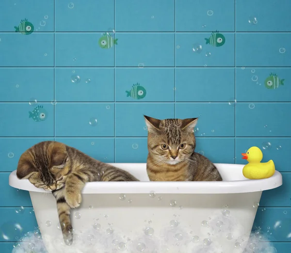 Los gatitos toman un baño — Foto de Stock
