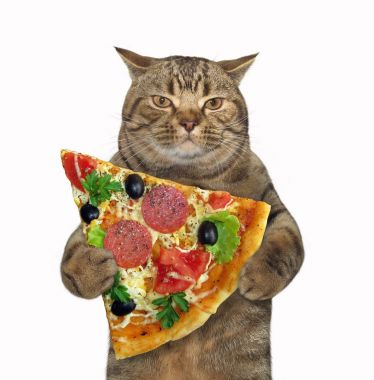 Parça pizza kedi tutar