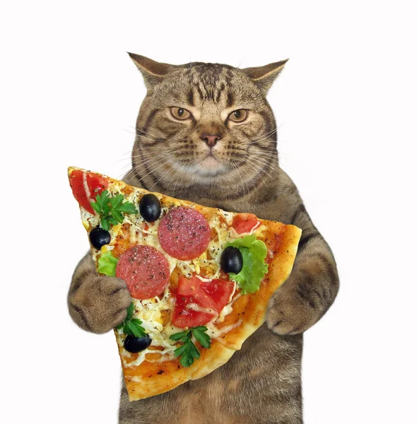 Cat segura pedaço de pizza — Fotografia de Stock