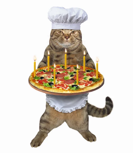 Chef de gato com pizza de férias — Fotografia de Stock