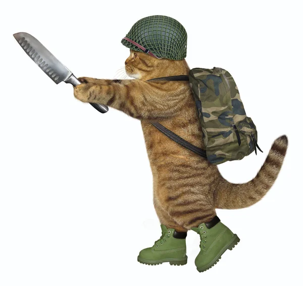 Soldado gato con cuchillo de carnicero —  Fotos de Stock