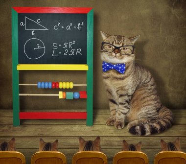 Kedi ile öğrencileri 2