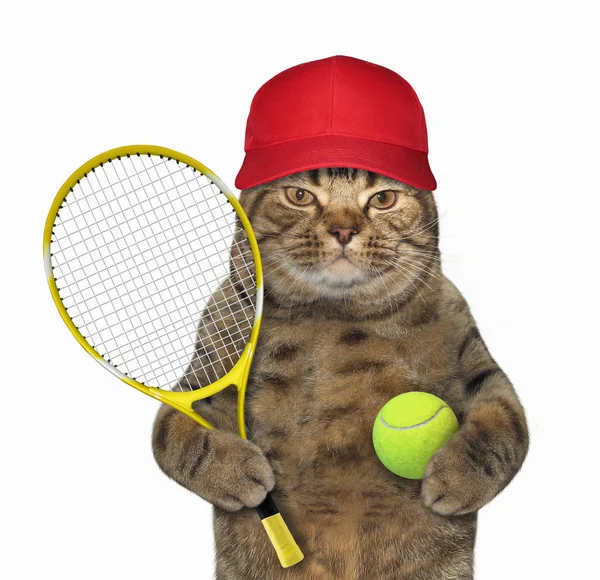 Gato con raqueta de tenis —  Fotos de Stock