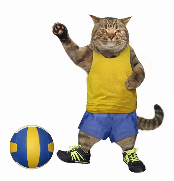 ボールと猫のサッカー選手 — ストック写真