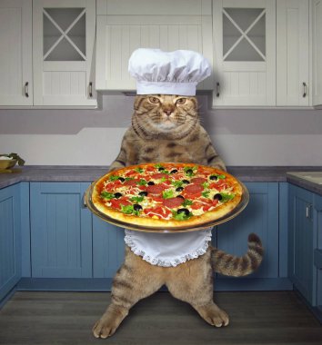 Mutfakta pizza ile kedi