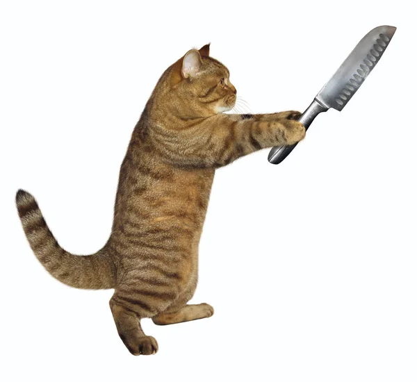 Gato sostiene un cuchillo grande — Foto de Stock